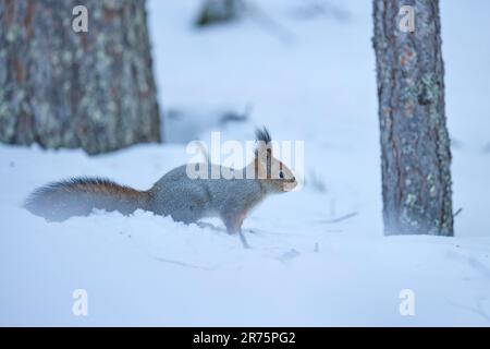 Finland, Lapland, winter, squirrel, Sciurus vulgaris Stock Photo