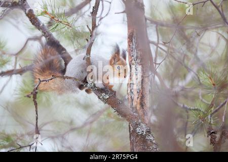 Finland, Lapland, winter, squirrel, Sciurus vulgaris Stock Photo