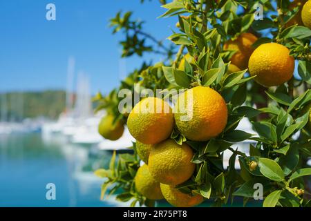 Orange tangerines ripen on a tree, fruits against a blue bright sky and a marina in the port, citruses on a branch, an idea for a background or a post Stock Photo