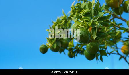 Green tangerines ripen on a tree, fruits against a blue bright sky, citruses on a branch, an idea for a background or postcard Stock Photo