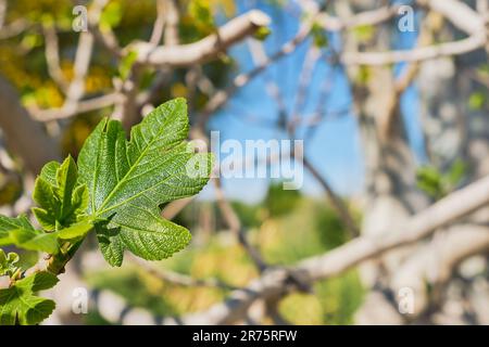 green leaf of a fig tree against a blue sky and branches with young spring leaves, an idea for a postcard or background. Spring break in the Aegean Stock Photo