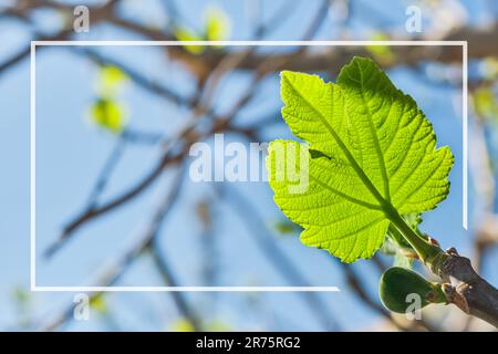 Fig tree leaf against a blue sky and branches with young spring leaves, frame with space for text, idea for a postcard or background. Spring break in Stock Photo