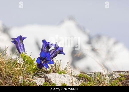 Alpine gentian, Gentiana alpina with Großglockner in the background Stock Photo