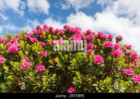 Alpine rose, Rhododendron ferrugineum against white-blue sky Stock Photo