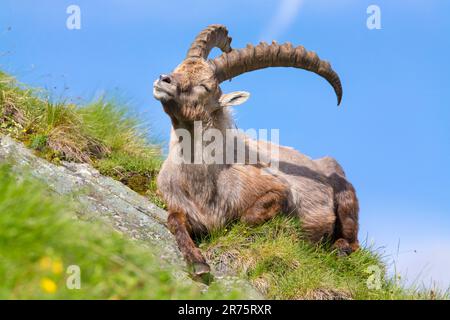 Alpine ibex, Capra ibex lying on a mountain meadow enjoying the sun, eyes closed Stock Photo