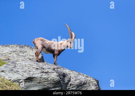 Mountain goat - Wikipedia