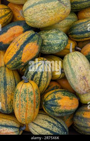 Italy, Trentino - Alto Adige, Alto Adige - South Tyrol, garden, pumpkin family, pumpkins (Cucurbita), spaghetti squash, edible pumpkin Stock Photo