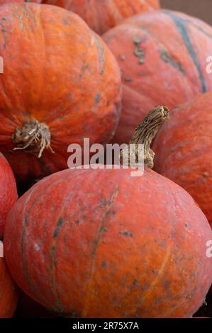 Italy, Trentino - Alto Adige, Alto Adige - South Tyrol, garden, pumpkin family, pumpkins (Cucurbita), Hokkaido pumpkin, edible pumpkin Stock Photo