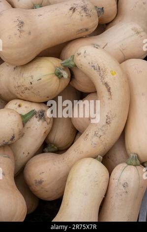 Italy, Trentino - Alto Adige, Alto Adige - South Tyrol, garden, pumpkin family, pumpkins (Cucurbita), butternut squash, edible pumpkin Stock Photo