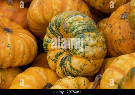 Italy, Trentino - Alto Adige, Alto Adige - South Tyrol, garden, cucurbits, pumpkins (Cucurbita), pumpkin 'Baby Bear', edible pumpkin Stock Photo