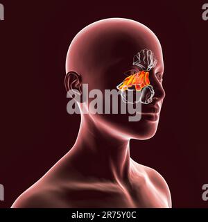 Human paranasal sinuses, computer illustration. The sinuses are membrane-lined air-filled spaces in the bones of the face. The frontal sinuses are abo Stock Photo