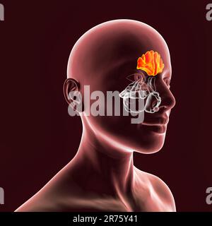 Human paranasal sinuses, computer illustration. The sinuses are membrane-lined air-filled spaces in the bones of the face. The frontal sinuses are abo Stock Photo