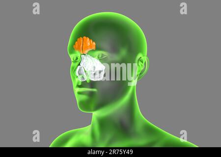 Human paranasal sinuses, computer illustration. The sinuses are membrane-lined air-filled spaces in the bones of the face. The frontal sinuses are abo Stock Photo