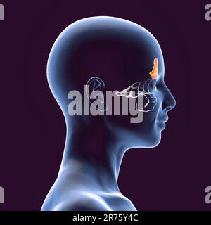 Human paranasal sinuses, computer illustration. The sinuses are membrane-lined air-filled spaces in the bones of the face. The frontal sinuses are abo Stock Photo