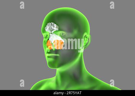 Human paranasal sinuses, computer illustration. The sinuses are membrane-lined air-filled spaces in the bones of the face. The frontal sinuses are abo Stock Photo