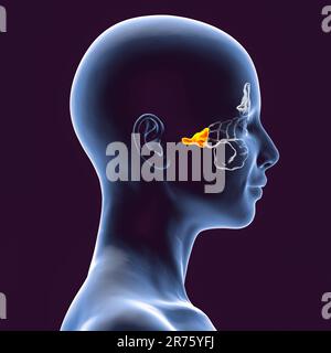 Human paranasal sinuses, computer illustration. The sinuses are membrane-lined air-filled spaces in the bones of the face. The frontal sinuses are abo Stock Photo