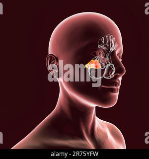 Human paranasal sinuses, computer illustration. The sinuses are membrane-lined air-filled spaces in the bones of the face. The frontal sinuses are abo Stock Photo