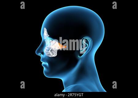 Human paranasal sinuses, computer illustration. The sinuses are membrane-lined air-filled spaces in the bones of the face. The frontal sinuses are abo Stock Photo