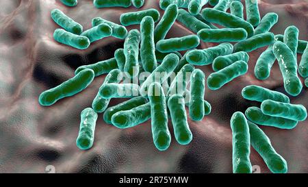 Cutibacterium acnes bacteria, illustration Stock Photo - Alamy