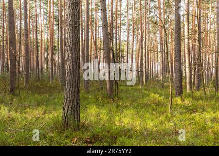 Europe, Poland, Lublin Voivodeship, Lasy Janowskie / Janow Forests Landscape Park, Imielity Lug nature reserve, nature trail Stock Photo