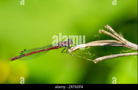 red dragonfly on a leaf Stock Photo