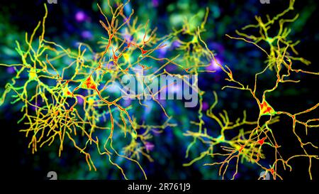 Neurons, brain cells located in the amygdala, computer illustration. Amygdalas are clusters of nuclei within the temporal lobes, part of the limbic sy Stock Photo