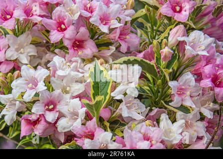 Pale Pink flowers of Weigela Florida Variegata. Floral background Stock Photo