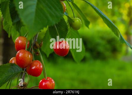 Branch of cherries on a tree in a garden with copy space. Closeup of cherries hanging on cherry tree branch with blurred background and copy space. Stock Photo
