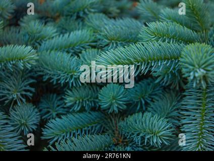 Blue spruce background. Coniferous tree. Nature, Christmas, New Year, seasonal concept. Picea pungens Selective focus. Natural background branch blue Stock Photo