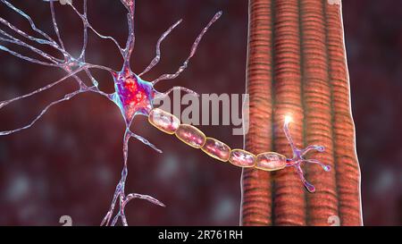 Motor Neuron and Muscle Fiber Illustration Stock Photo - Alamy