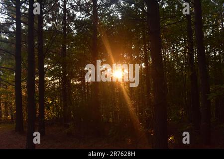 A glowing sun shines through the trees in the forest. Stock Photo