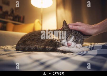 Cute cat lying on bed and sleeping in cozy home bedroom at night. Hand of pet owner stroking his old tabby cat. Stock Photo