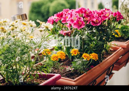 Colorful flowers growing in pots on the balcony Stock Photo