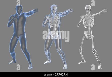 Anatomy of boxing sport, computer illustration. Human male body in boxing position with highlihgted skeleton showing skeletal activity of boxing. Stock Photo