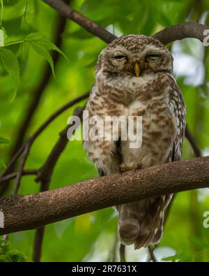 A Spotted Owl resting on a tree Stock Photo