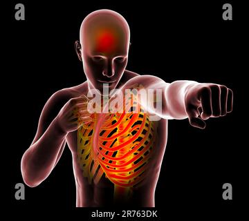 Anatomy of boxing sport, computer illustration. Human male body in boxing position with highlihgted skeleton showing skeletal activity of boxing. Stock Photo