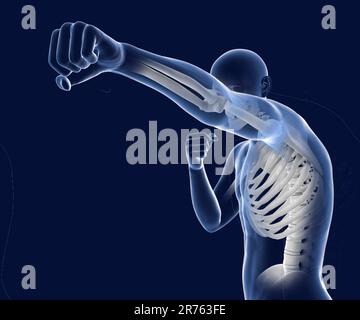 Anatomy of boxing sport, computer illustration. Human male body in boxing position with highlihgted skeleton showing skeletal activity of boxing. Stock Photo