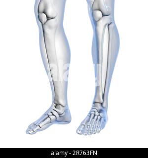 Knee and foot anatomy, computer illustration. Stock Photo