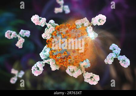 Antibodies (y-shaped) responding to an infection with the new coronavirus SARS-CoV-2 and destruction of the virus, conceptual computer illustration. T Stock Photo