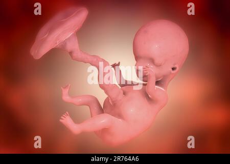 Human foetus, computer illustration. Early fetal period, week 8 - week 16 Stock Photo