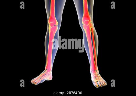 Human legs anatomy, computer illustration Stock Photo