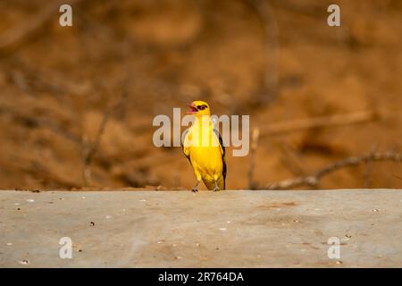 Indian golden oriole or Oriolus kundoo beautiful yellow color bird in the oriole family calling in forest of central india Stock Photo