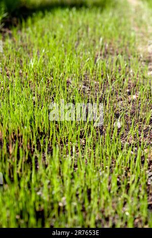 freshly sown grass growing in the garden Stock Photo