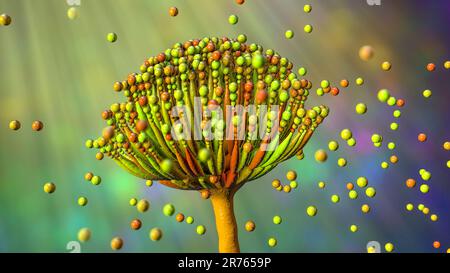 Aspergillus fungus, computer illustration. This is a toxic fungus that causes diseases in humans. These include fungal ear, lung and skin infections ( Stock Photo