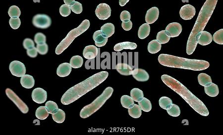 Computer illustration of bacteria of different shapes, including cocci and rod-shaped bacteria. Stock Photo