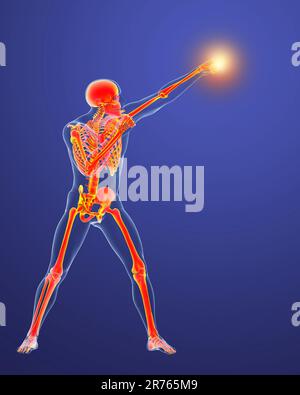 Anatomy of a boxer, computer illustration. Human male body in boxing position with highlighted skeleton showing skeletal activity of boxing. Stock Photo