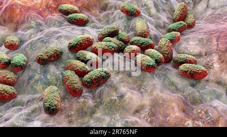Whooping cough bacterium (Bordetella pertussis), illustration. These rod-shaped Gram-negative bacilli cause whooping cough, known as pertussis, mainly Stock Photo