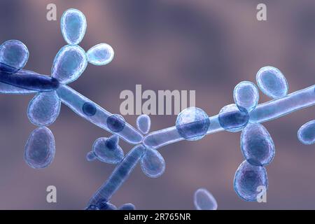 Candida tropicalis yeasts, microscopic fungi that cause infections in immunocompromised patients. Computer illustration showing pseudohyphae and blast Stock Photo