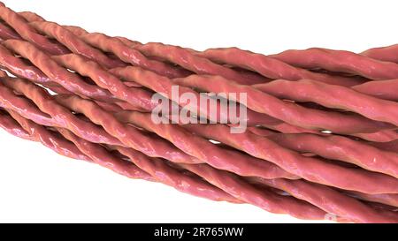 Collagen triple helix molecules, illustration Stock Photo - Alamy