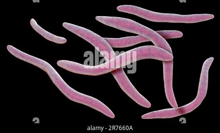 Fusobacterium bacteria, computer illustration. Gram-negative, anaerobic, non-motile rod-shaped prokaryotes (characterized by a long, slender shape and Stock Photo